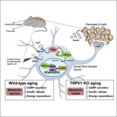 Illustration for article titled Mice lacking pain receptor live longer